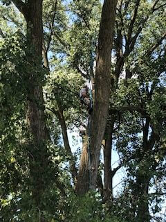 Reliable Tree Pruning Service